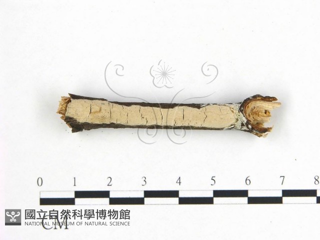 登錄號:F0008827藏品圖，第4張