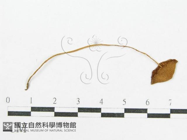 登錄號:F0010927藏品圖，第4張