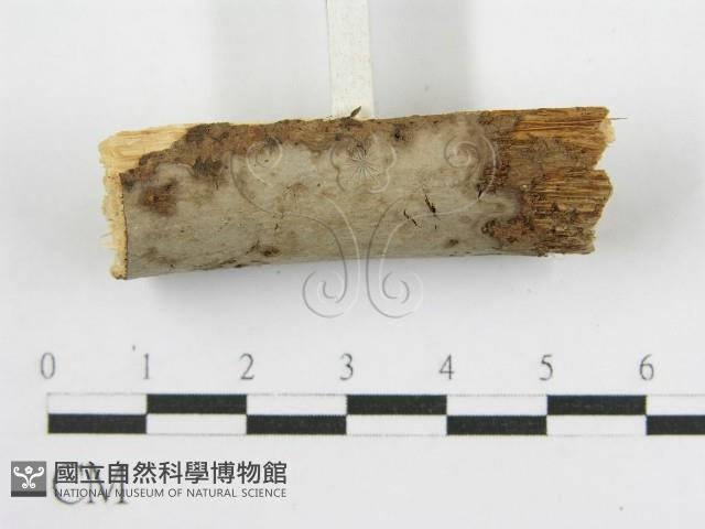 登錄號:F0012927藏品圖，第4張