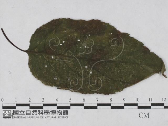 登錄號:F0027927藏品圖，第4張