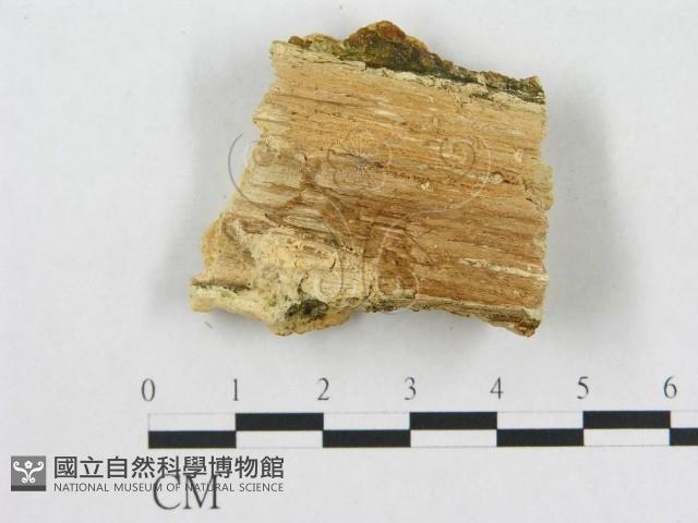登錄號:F0019927藏品圖，第4張