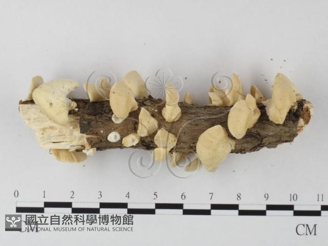 栓菌屬藏品圖，第4張