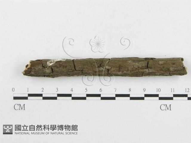 冇骨消絲齒菌藏品圖，第4張