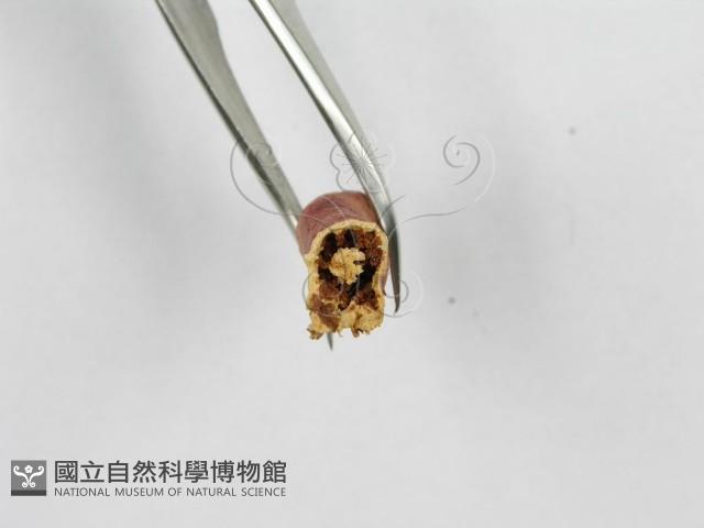 紅菇屬藏品圖，第4張