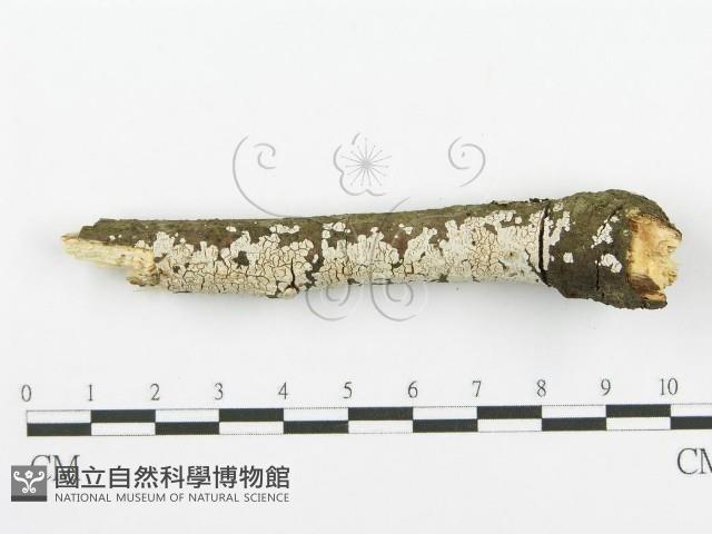登錄號:F0018727藏品圖，第4張