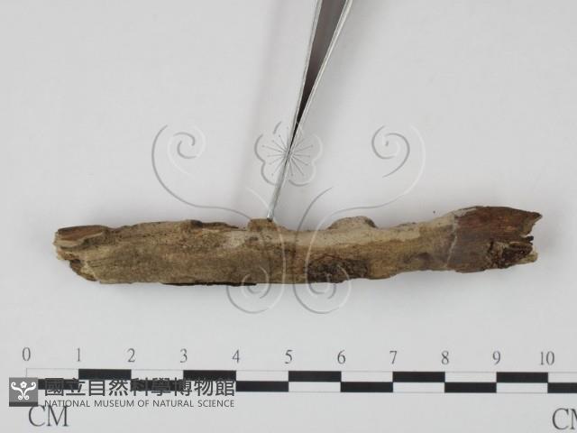 登錄號:F0021727藏品圖，第4張