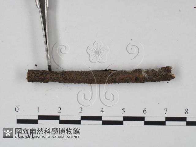 登錄號:F0011727藏品圖，第4張
