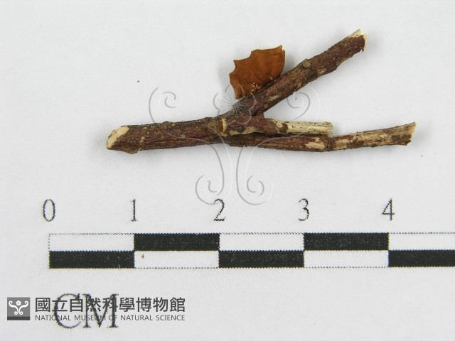 微皮傘屬藏品圖，第4張