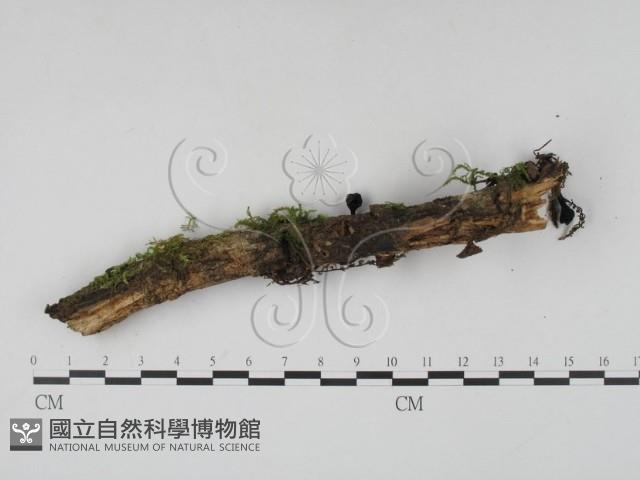 登錄號:F0019727藏品圖，第4張