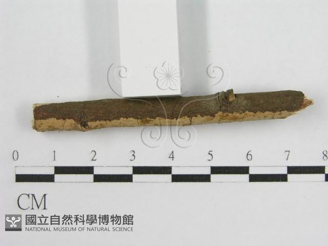 登錄號:F0013727藏品圖，第4張