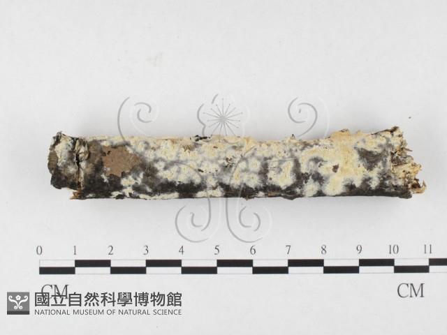 登錄號:F0026527藏品圖，第4張