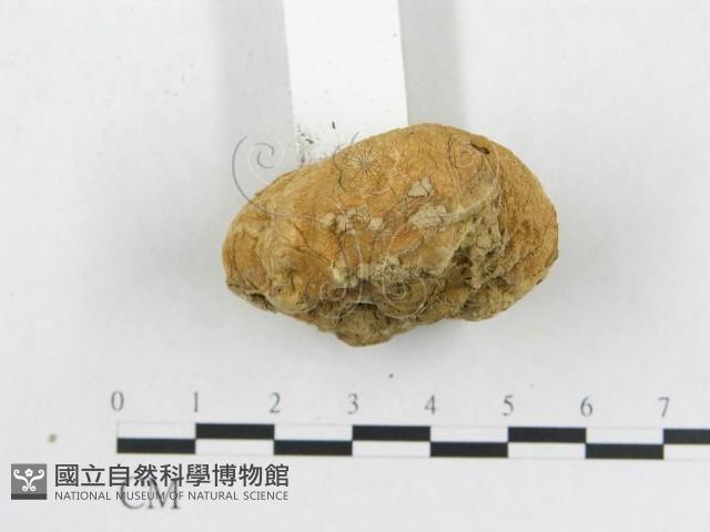 登錄號:F0012527藏品圖，第4張