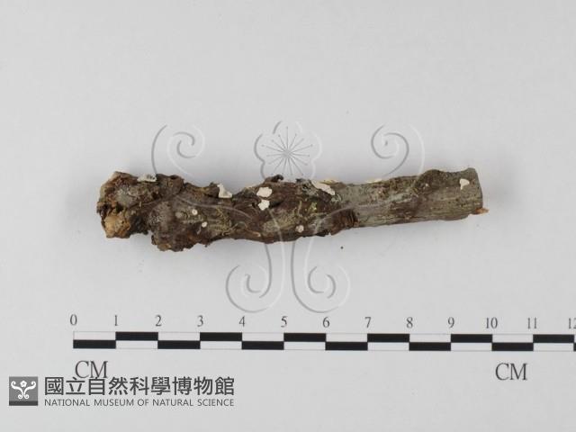 登錄號:F0025527藏品圖，第4張