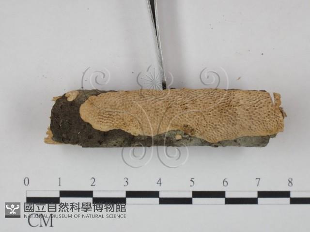 登錄號:F0020127藏品圖，第4張