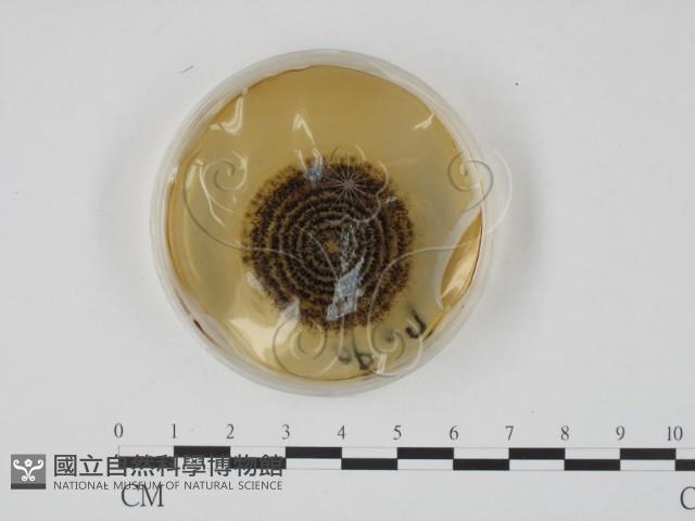 登錄號:F0022127藏品圖，第4張