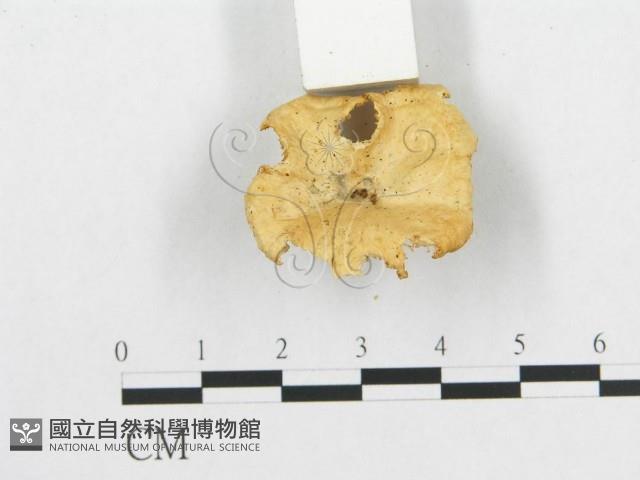 登錄號:F0007027藏品圖，第4張