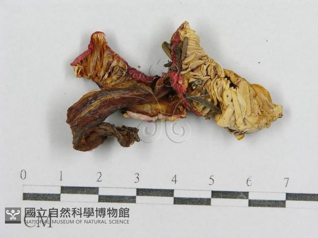 紅菇屬藏品圖，第4張