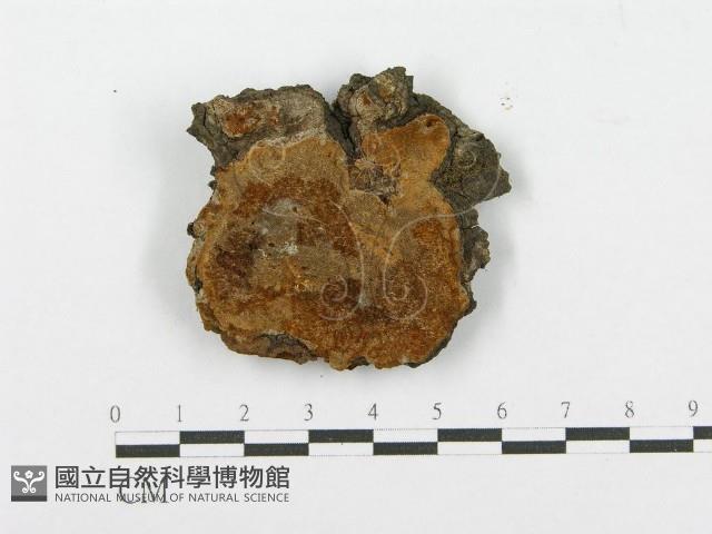 登錄號:F0017327藏品圖，第4張