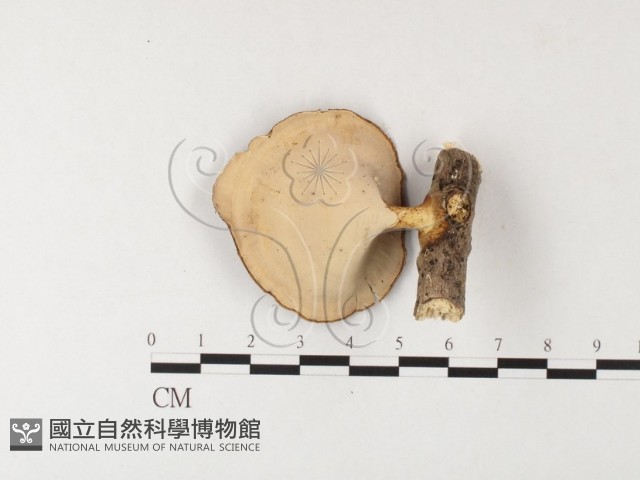 黄柄小孔菌藏品圖，第4張