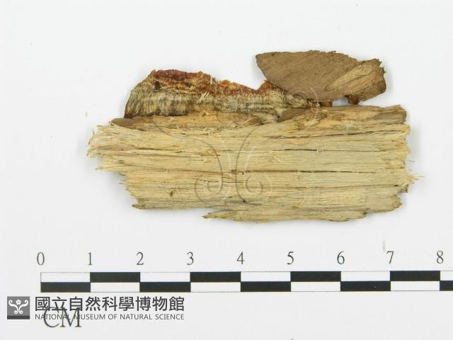 登錄號:F0003207藏品圖，第4張