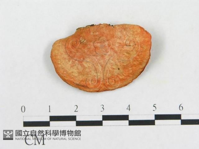 血紅密孔菌藏品圖，第4張