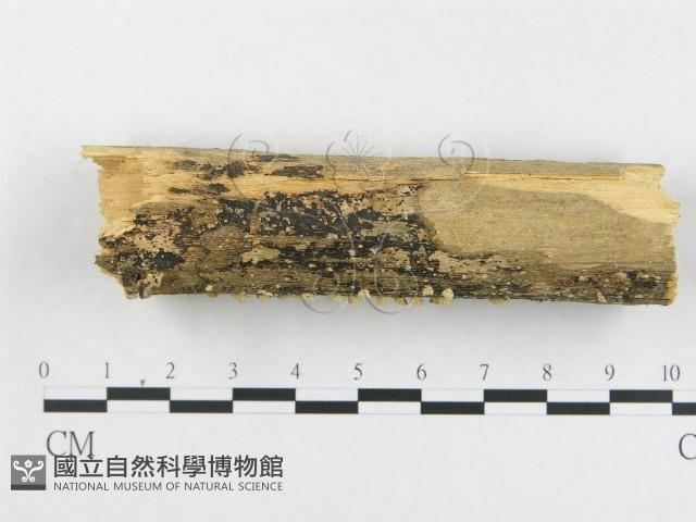 登錄號:F0010807藏品圖，第4張