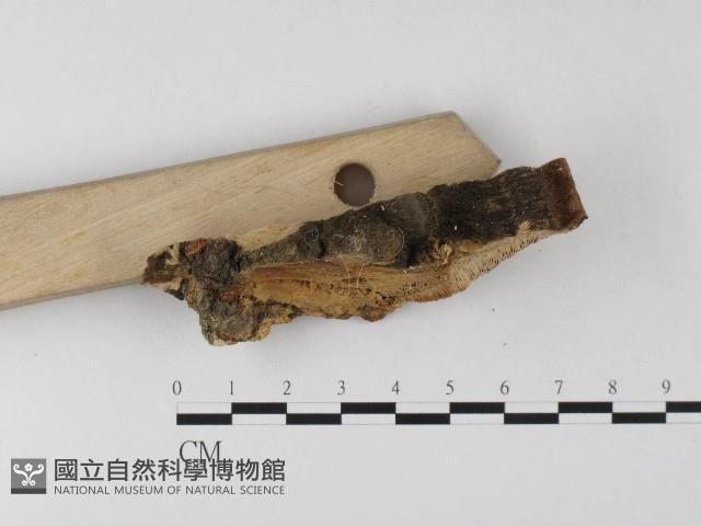 登錄號:F0006807藏品圖，第4張