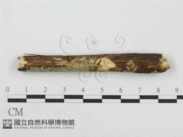 筍殼菌屬藏品圖，第4張