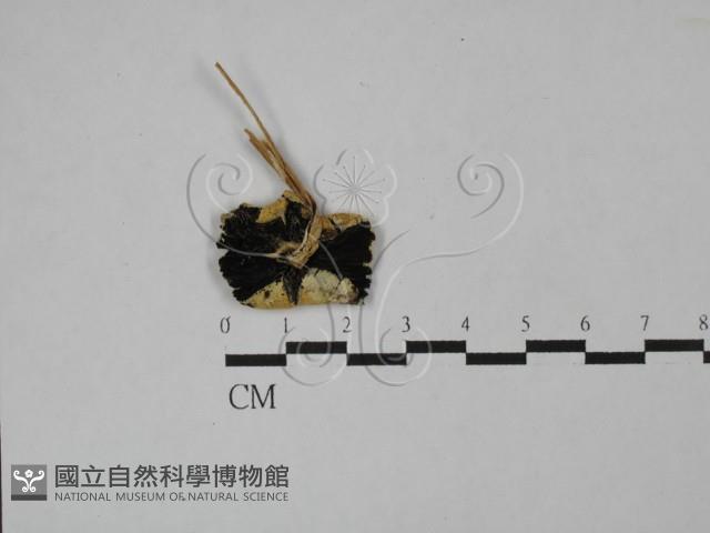 登錄號:F0027807藏品圖，第4張