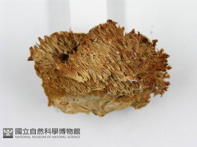 登錄號:F0005807藏品圖，第4張