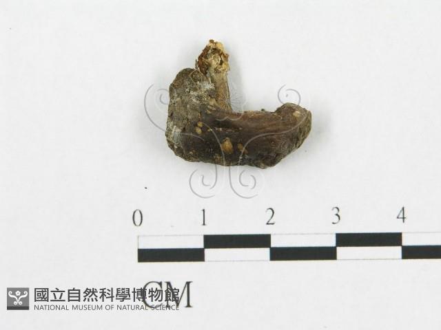 館號:F0019907藏品圖，第4張