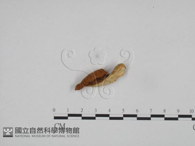 登錄號:F0024607藏品圖，第4張