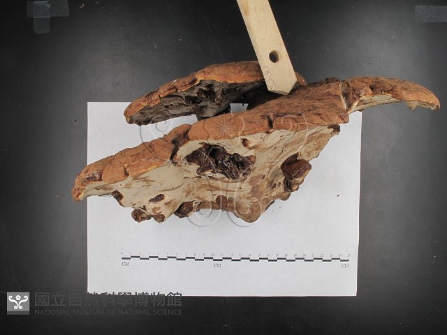 登錄號:F0002607藏品圖，第4張