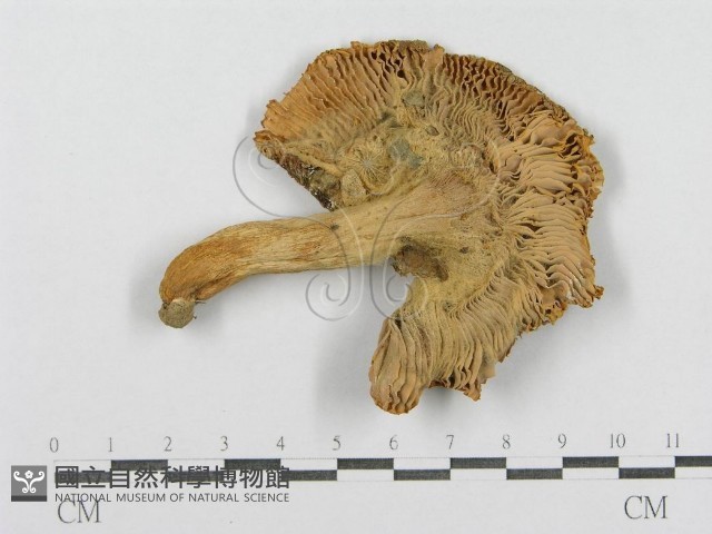 登錄號:F0008407藏品圖，第4張