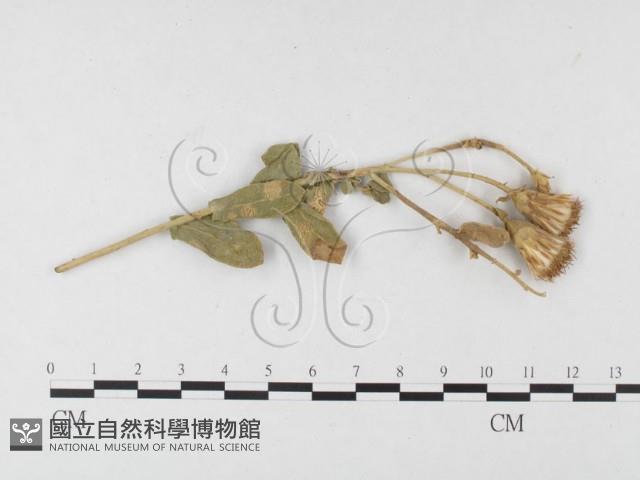 登錄號:F0026407藏品圖，第4張