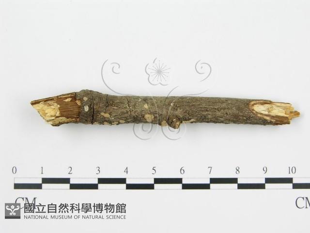登錄號:F0001407藏品圖，第4張
