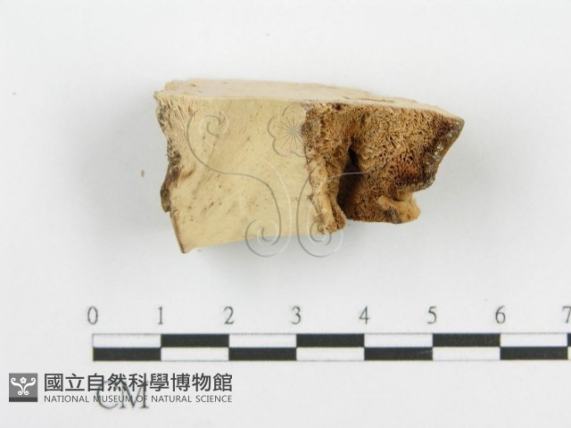 登錄號:F0009407藏品圖，第4張