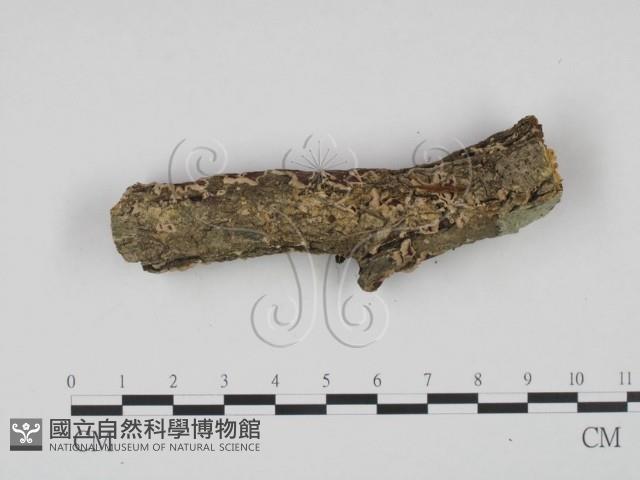 登錄號:F0018707藏品圖，第4張