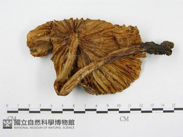 登錄號:F0001707藏品圖，第4張
