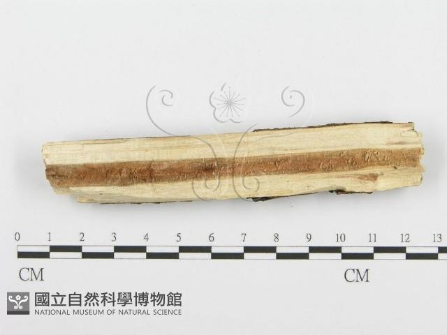 齒耳菌屬藏品圖，第4張