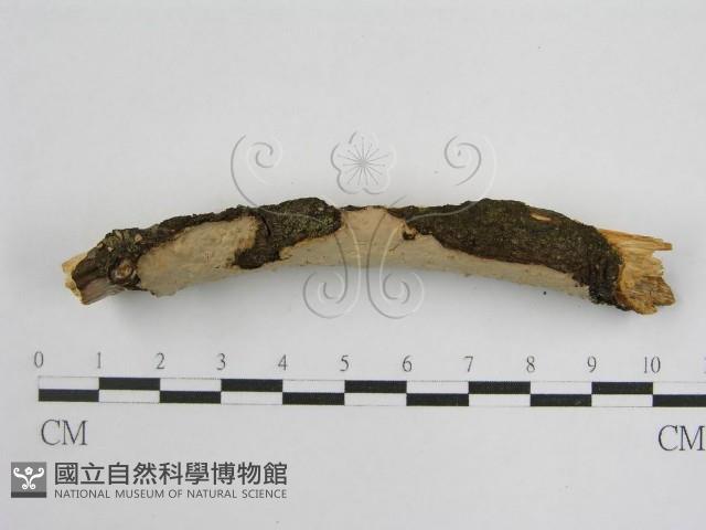 登錄號:F0004507藏品圖，第4張