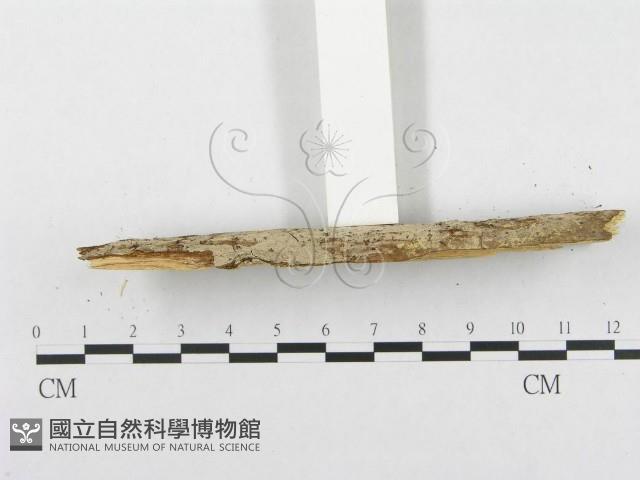 登錄號:F0002507藏品圖，第4張