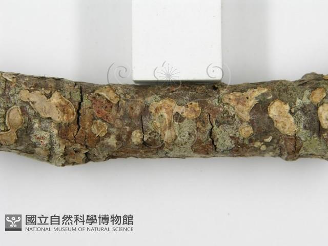 登錄號:F0015507藏品圖，第4張