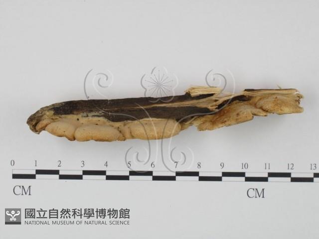 登錄號:F0009507藏品圖，第4張