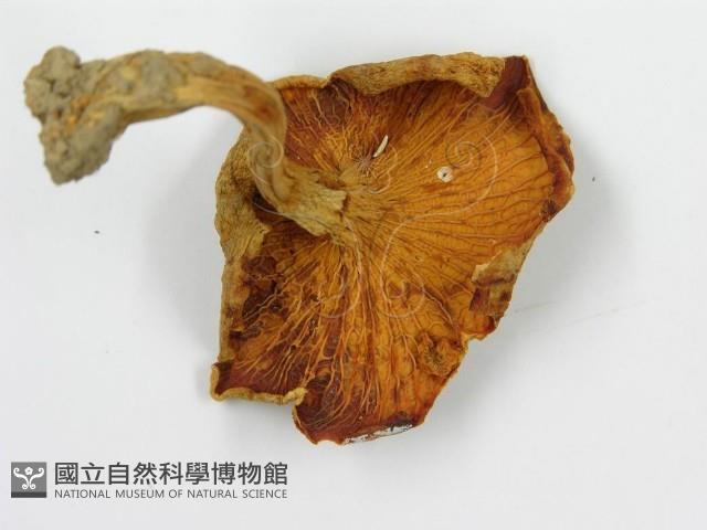 登錄號:F0003507藏品圖，第4張