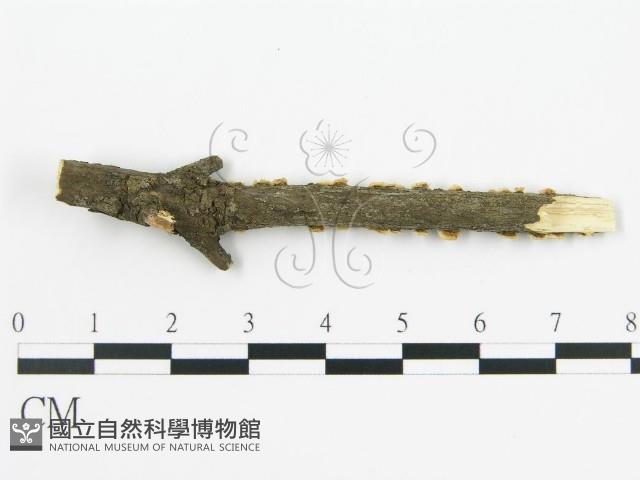 登錄號:F0013507藏品圖，第4張