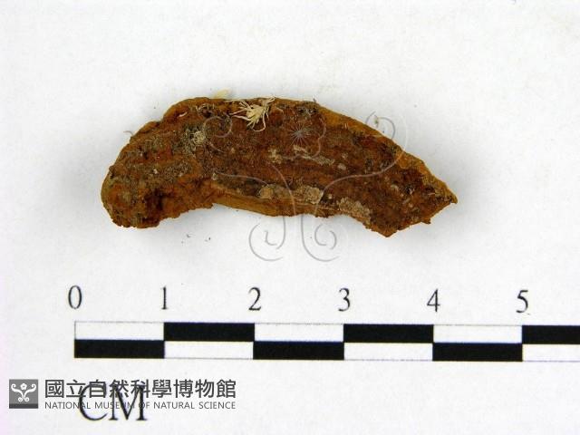 登錄號:F0001107藏品圖，第4張