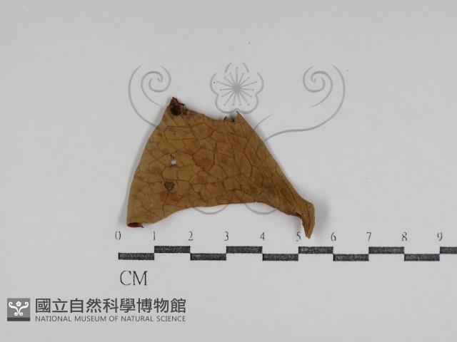 登錄號:F0031007藏品圖，第4張