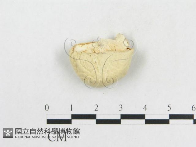 登錄號:F0020307藏品圖，第4張