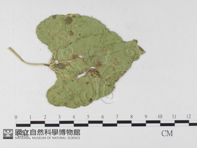 登錄號:F0026307藏品圖，第4張
